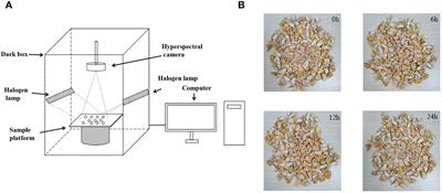Detection of sweet corn seed viability based on hyperspectral imaging combined with firefly algorithm optimized deep learning